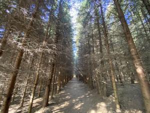 Prodej lesa, Lánov - Horní Lánov, 11269 m2