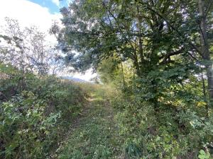 Prodej lesa, Lánov - Horní Lánov, 4009 m2