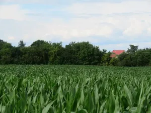 Dražba pole, Tovačov, 903 m2