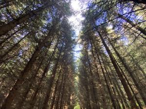 Prodej lesa, Lánov - Horní Lánov, 11269 m2