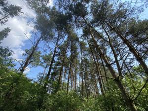 Prodej lesa, Slavičky - Pozďátky, 6551 m2