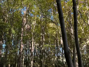 Prodej lesa, Mohelnice, 6148 m2