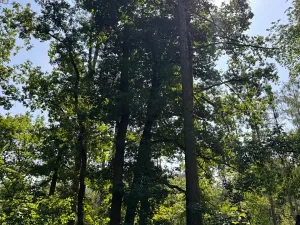 Prodej lesa, Bolehošť, 3558 m2