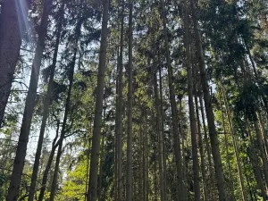 Prodej lesa, Bolehošť, 3558 m2