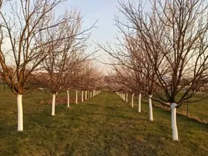 Prodej pozemku pro bydlení, Uherský Brod, Trnková, 1000 m2