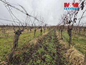 Prodej pole, Dolní Dunajovice, 6580 m2