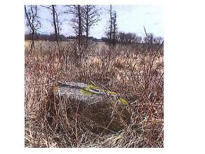 Prodej lesa, Přeckov, 87000 m2