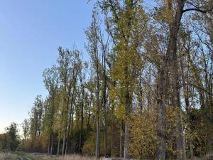 Prodej lesa, Sány, 1918 m2