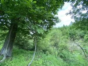 Prodej lesa, Blížejov - Lštění, 4481 m2