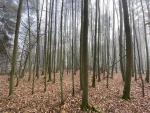 Prodej lesa, Chářovice, 4568 m2