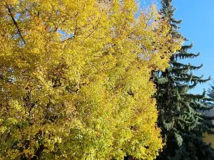 Prodej bytu 2+1, Brno, Svatopluka Čecha, 49 m2