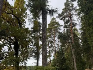 Prodej lesa, Keblov, 3400 m2