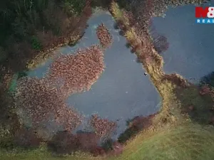 Prodej rybníku, Velká Losenice, 13639 m2
