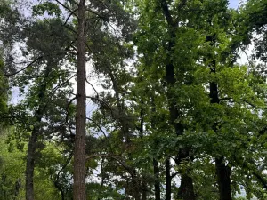 Prodej lesa, Bavorov, 10907 m2