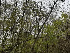 Prodej lesa, Bechlín, 10785 m2