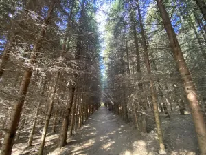 Prodej lesa, Lánov - Horní Lánov, 15278 m2