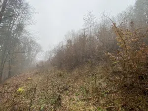 Prodej lesa, Jedlí, 1198 m2