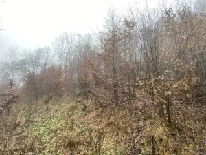 Prodej lesa, Jedlí, 1198 m2