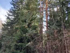 Prodej podílu lesa, Lidečko, 48058 m2