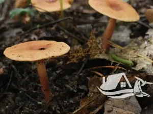 Prodej bytu 2+kk, Bansko, Bulharsko, 48 m2