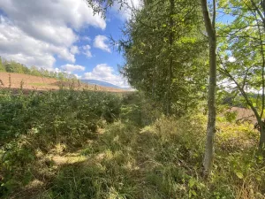 Prodej lesa, Lánov - Horní Lánov, 15278 m2