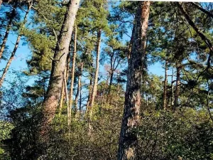 Prodej lesa, Dolní Vilémovice, 1995 m2