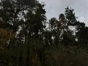 Prodej lesa, Nezdice, 4671 m2