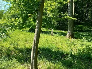 Prodej lesa, Diváky, 6415 m2