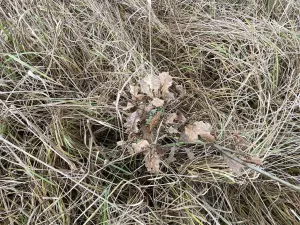 Prodej lesa, Kostelní Lhota, 9438 m2