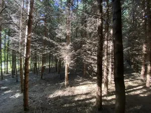 Prodej lesa, Lánov - Horní Lánov, 11269 m2