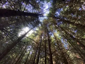 Prodej lesa, Lánov - Horní Lánov, 11269 m2