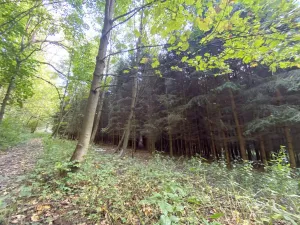 Prodej lesa, Lánov - Horní Lánov, 11269 m2