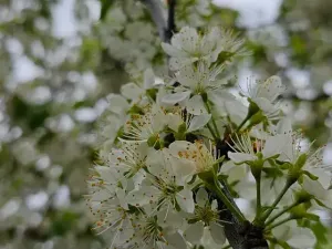 Prodej rodinného domu, Hředle, 398 m2