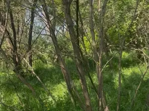 Prodej lesa, Dobré Pole, 4208 m2