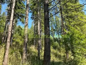Prodej lesa, Nýdek, 16920 m2