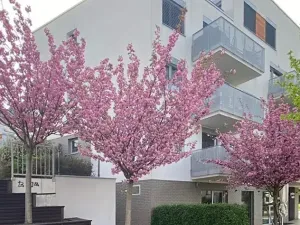 Prodej bytu 2+kk, Praha - Hloubětín, Krylovecká, 55 m2