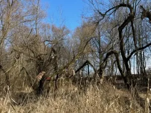 Prodej lesa, Jaroměř, 19276 m2