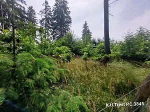 Prodej lesa, Třešť, 1987 m2