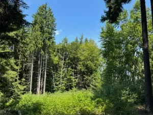 Prodej lesa, Ločenice, 11790 m2