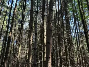 Prodej lesa, Ločenice, 11790 m2