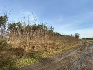 Dražba lesa, Kostelní Lhota, 9438 m2