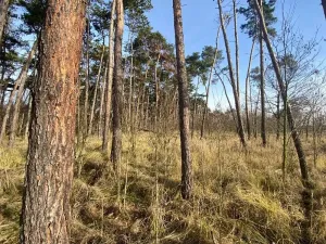 Dražba lesa, Kostelní Lhota, 9438 m2