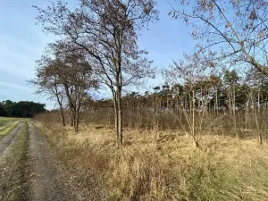 Dražba lesa, Kostelní Lhota, 9438 m2