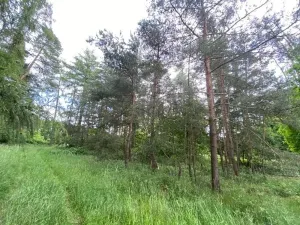 Dražba lesa, Blížejov, 4624 m2