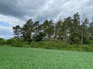 Dražba lesa, Blížejov, 1122 m2