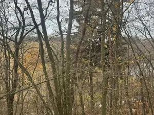 Prodej lesa, Otinoves, 1464 m2