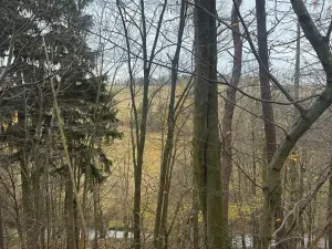 Prodej lesa, Otinoves, 1464 m2