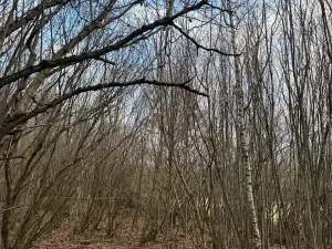 Prodej lesa, Kolinec, 1837 m2