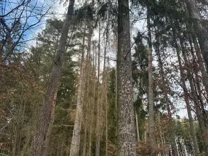 Prodej lesa, Petrovice II, 11117 m2