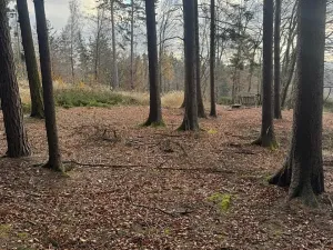 Prodej lesa, Petrovice II, 11117 m2